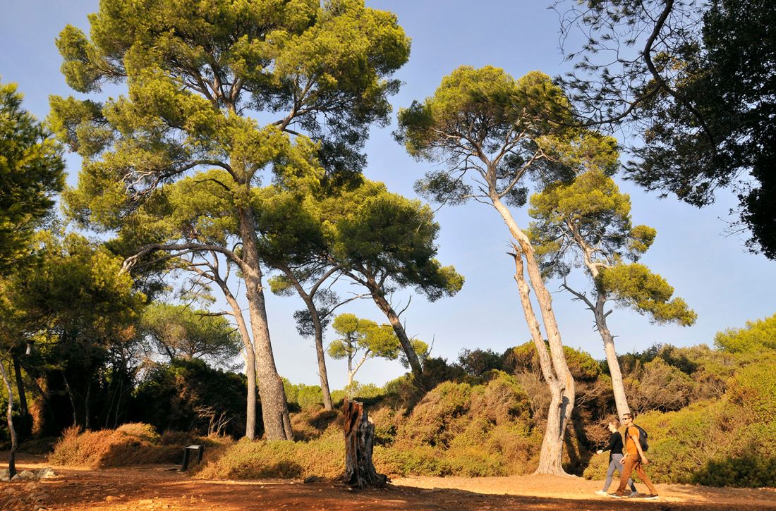 Visitez une nature préservée sur l'île de Saint-Honorat